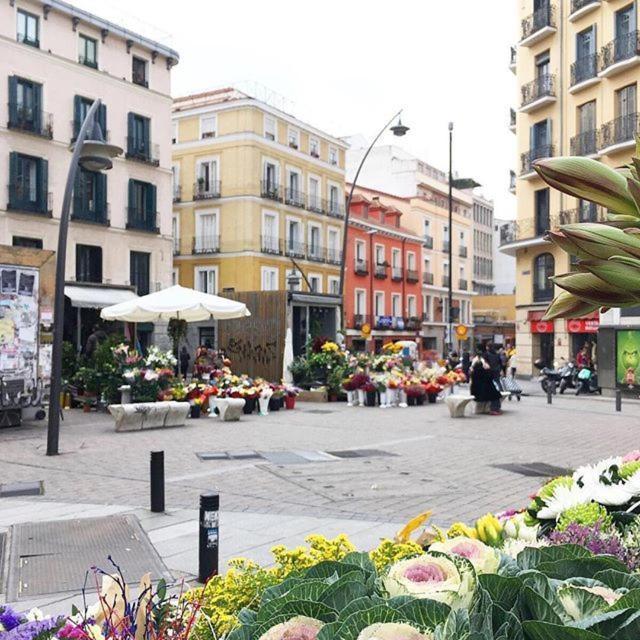 Oso * Madrid