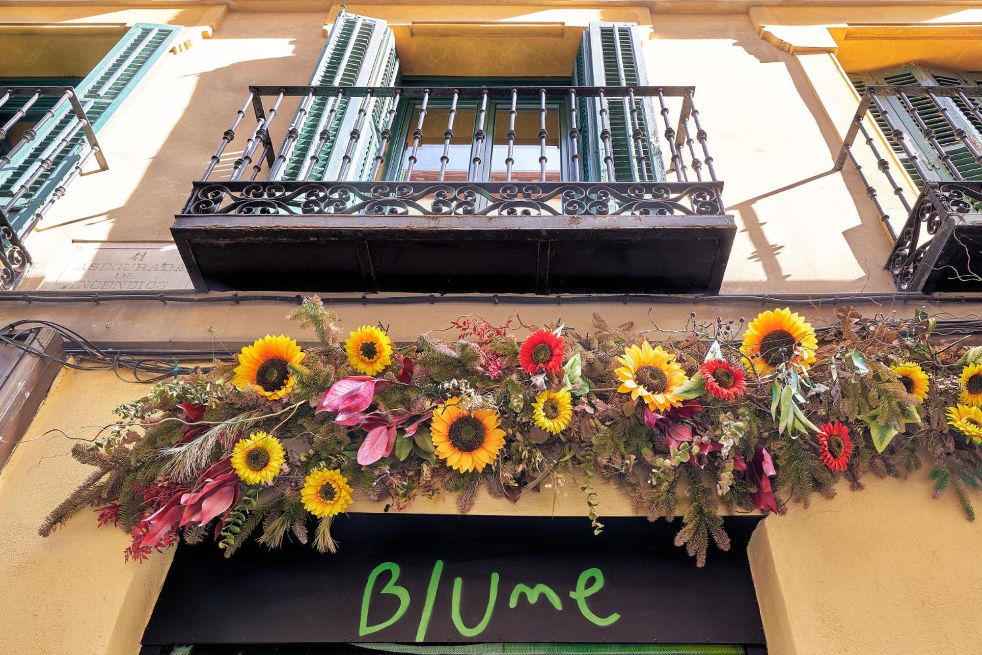 Blume Cruz *
