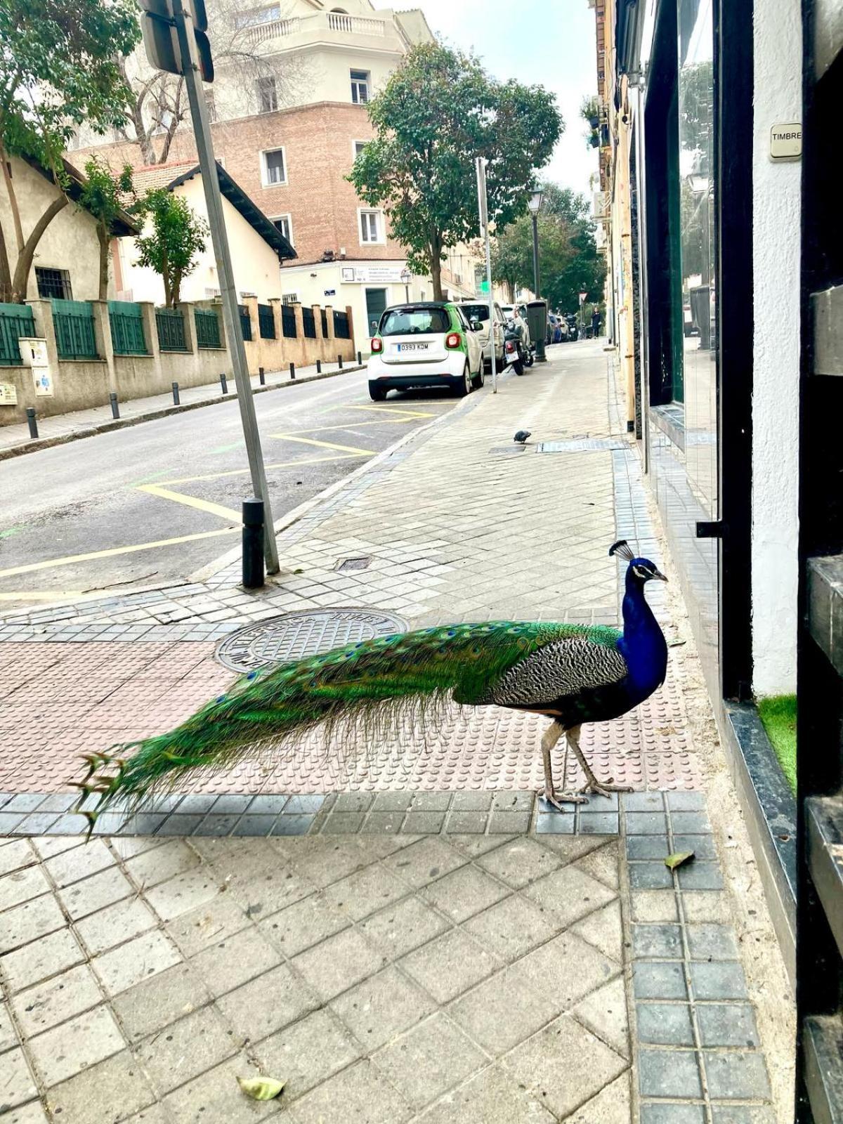 Appartement Cerca Wizink Center Movistar Arena Y Plaza Toros Ventas En Barrio De Salamanca