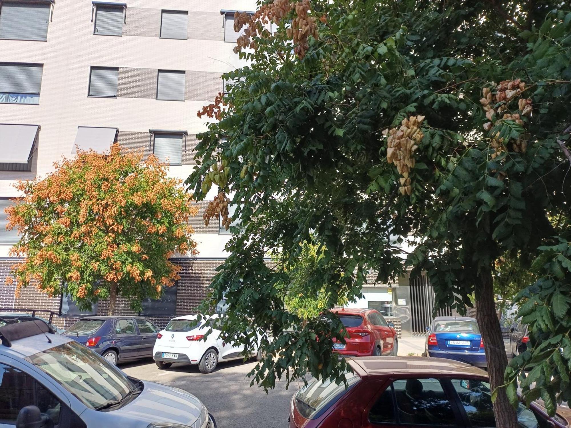 Estudios Nuevos Centro Affittacamere